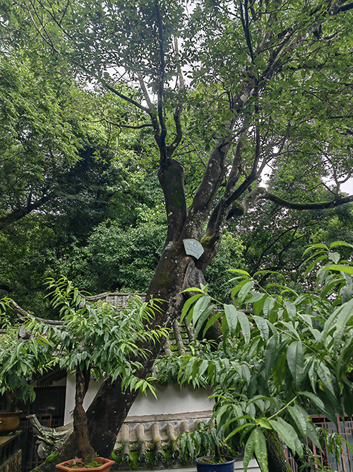四百岁的徒留传奇 五百岁的生机勃勃.jpg