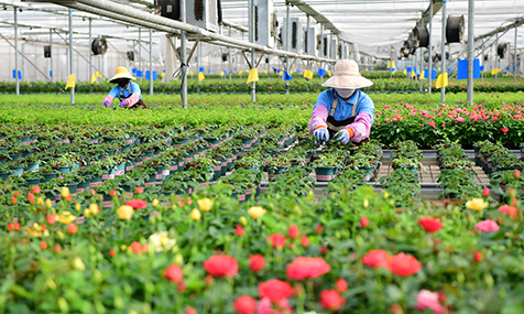 紫玉花卉：科技赋能绽放活力