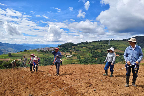党舵村种植苦荞促增收.jpg 党舵村种植苦荞促增收.jpg