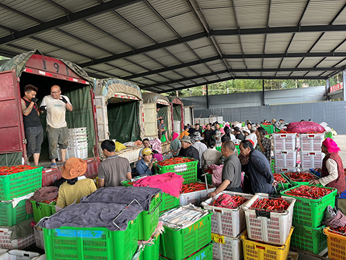 火红美人椒点燃乡村振兴新引擎.jpg 火红美人椒点燃乡村振兴新引擎.jpg